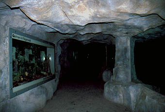 Grottengang bei den Baumk�nguruhs