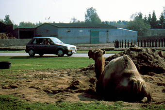 Savanne, im Hintergrund Elefantenflche