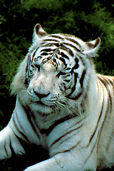 Weier Tiger